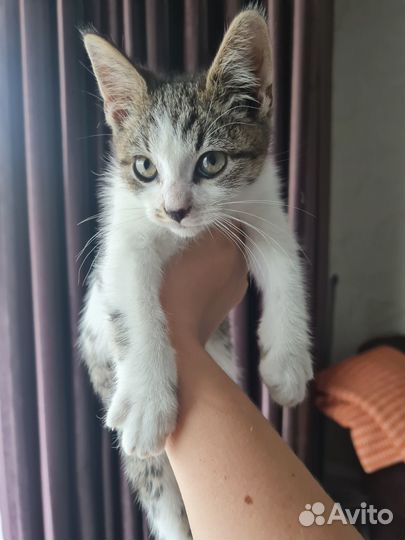 Котёнок ищет дом