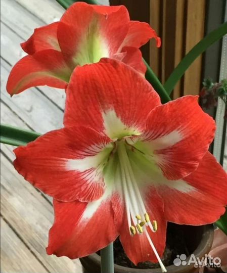 Комнатные цветы и садовые растения