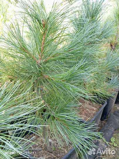 Магония, кедр, тис, тсуга, лжетсуга