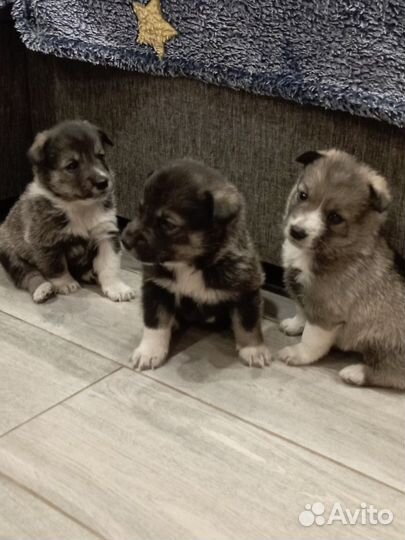 Щенки западносибирской лайки в добрые руки