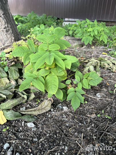 Саженцы манчжурского ореха