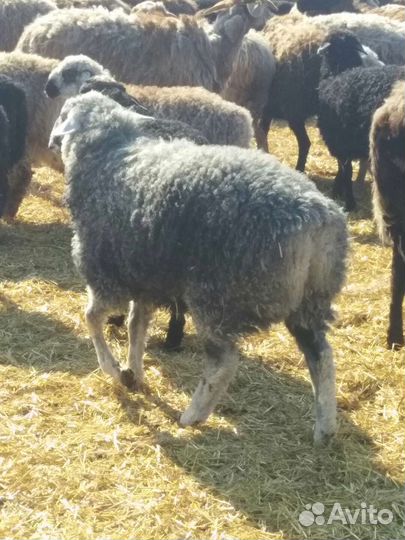 Ярочки, баранчики, овцы, эдельбаевской породы