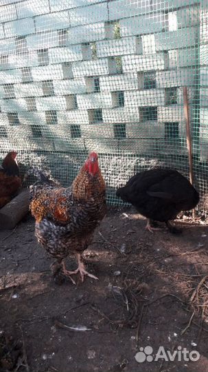 Петухи-гиганты