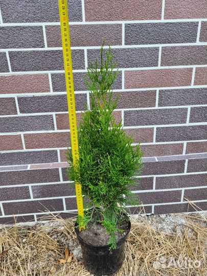 Туя смарагд