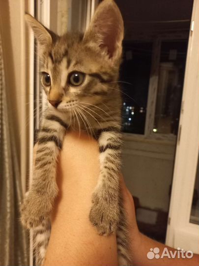 Котик в дар бесплатно