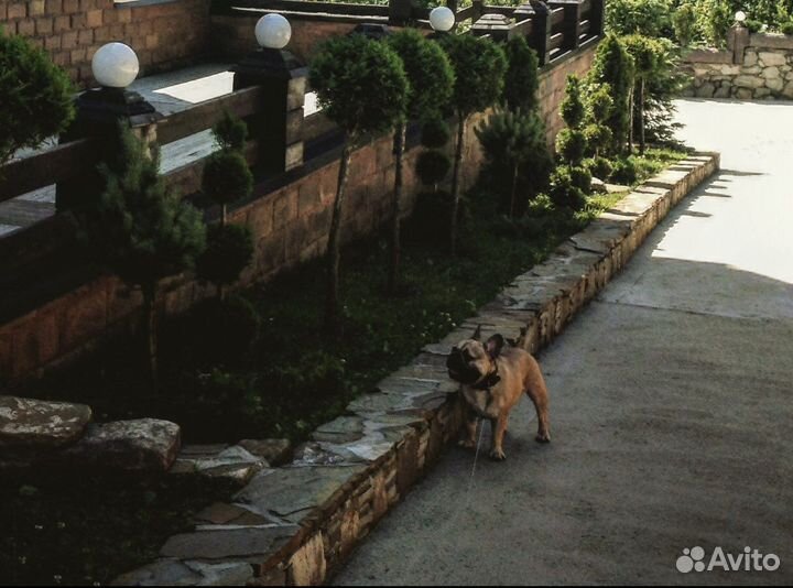 Передержка собак и кошек