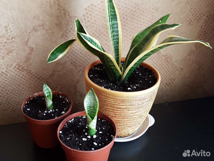 Сансевиерия, рео, гастерия, комнатные цветы