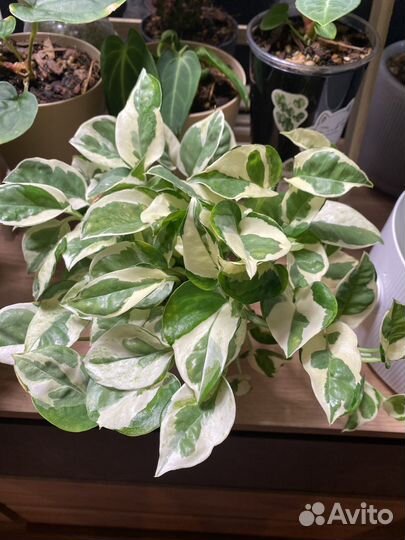 Эпипремнум Энджой