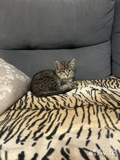 Котенок смешанный