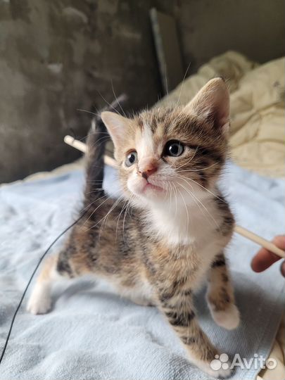 Отдам котят