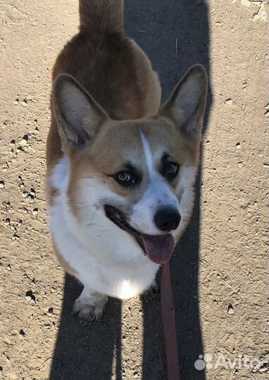 Вельш-корги