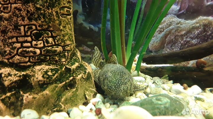 Аквариум с обитателями