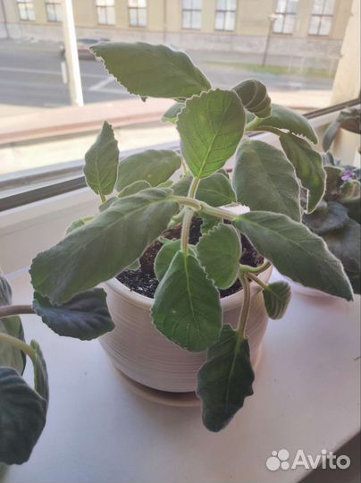 Комнатные цветы, фиалка