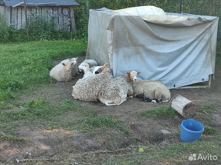 Овцы бараны ягнята продажа только всех сразу