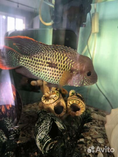 Рыбки акара