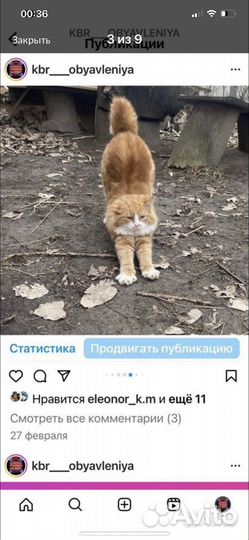 Кошечка