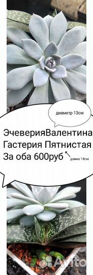 Суккуленты