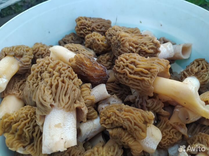 Грибы сморчки