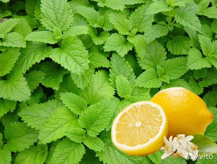 Лук и не только