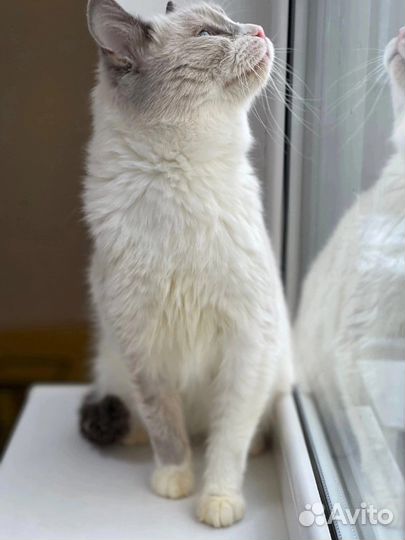 Кот Маркиз