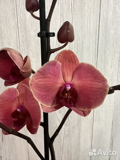 Орхидея фаленопсис