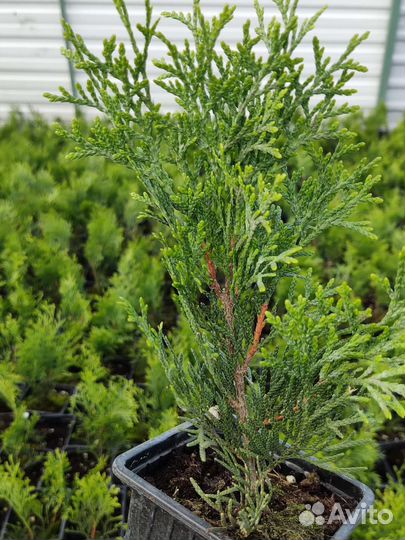 Туя смарагд