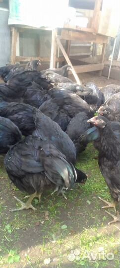 Цыплята джерсийский гигант