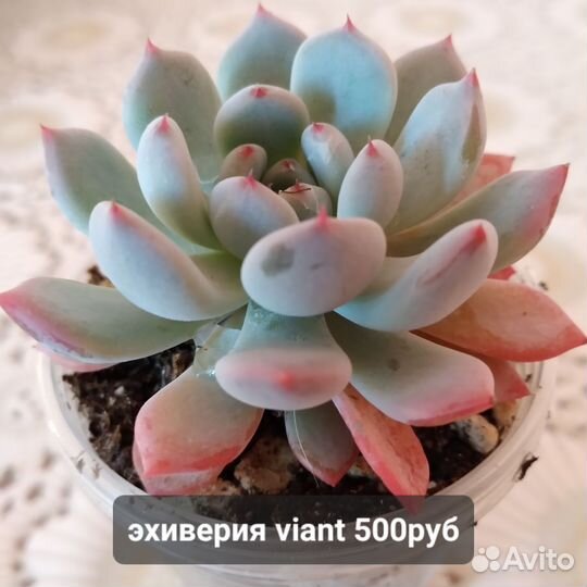 Суккуленты редких сортов