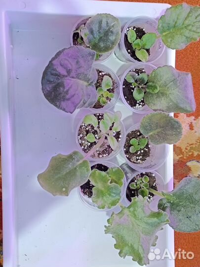 Фиалка лист с детками