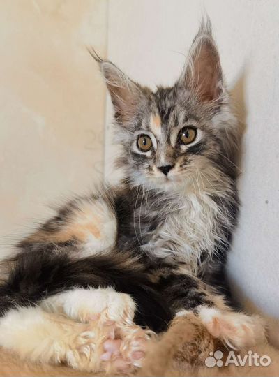 Котята мейн-кун