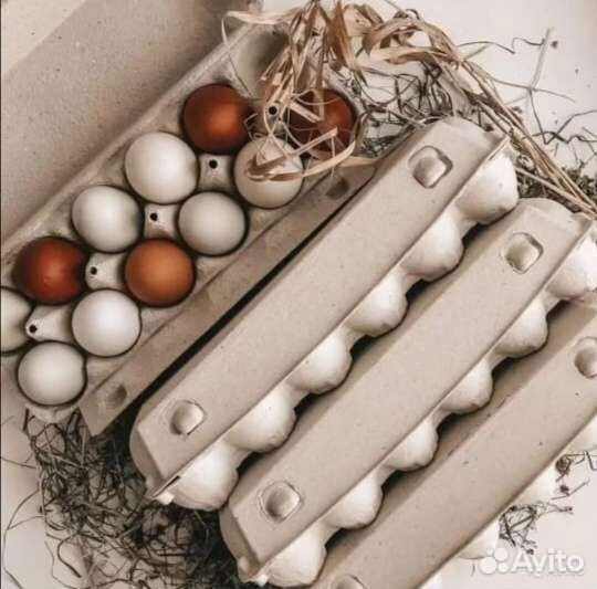 Яйцо домашнее