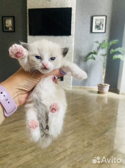 Котята Регдолл (тряпичная кукла) мальчики