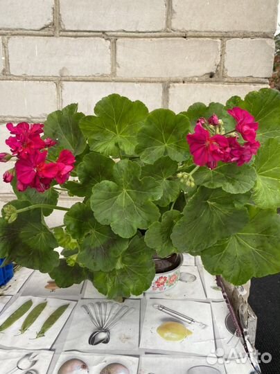 Герань садовая. Пеларгония. Цветок