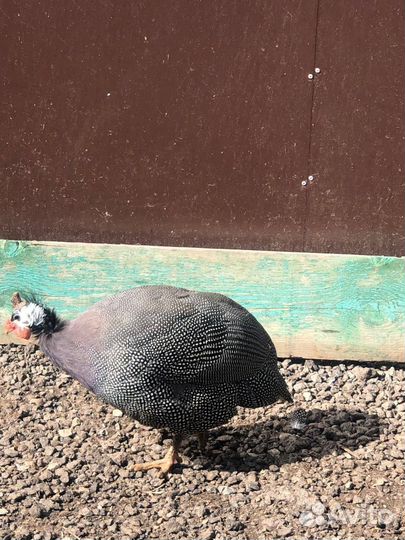 Птица цесарки