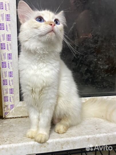 Кошка породистая