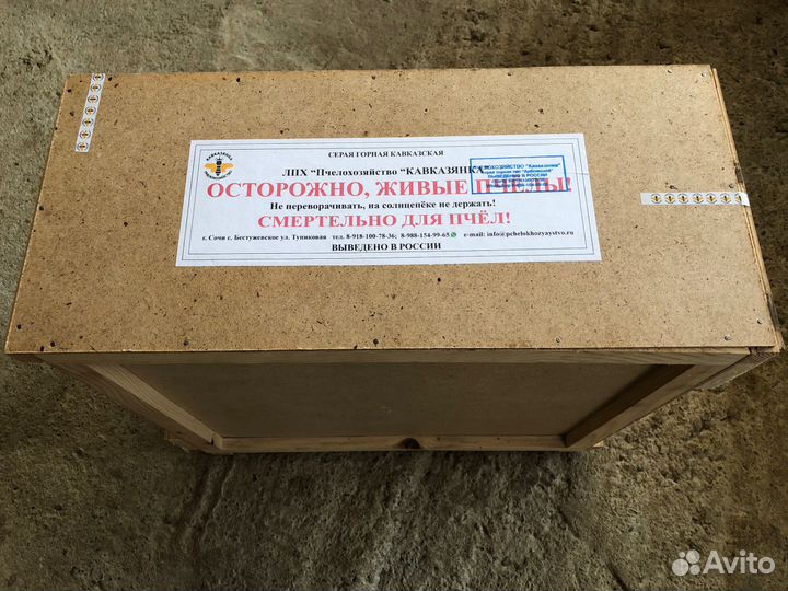 Плодные пчеломатки и пчелопакеты серой горной кавк