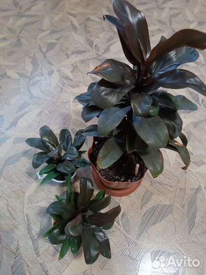 Кордилина/ Комнатные растения