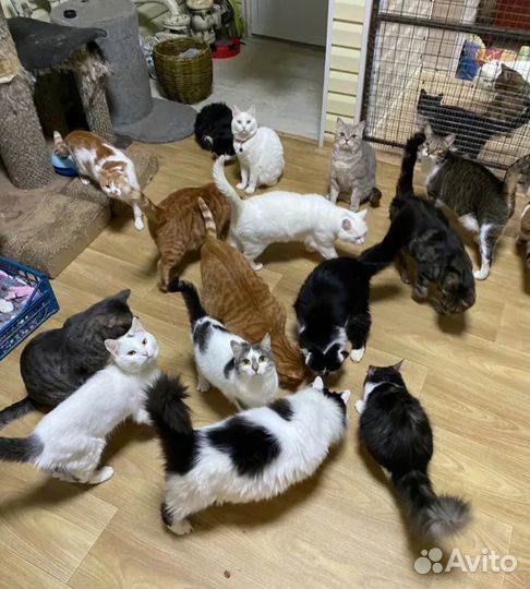 Котики без дома