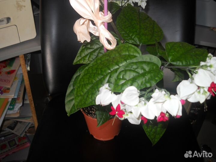 Домашние цветы