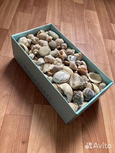 Коробка морских ракушек и камней