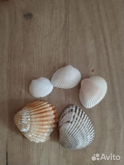 Ракушки