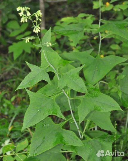 Какалия копьевидная