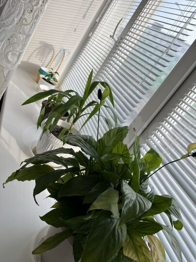 2-к. квартира, 45 м², 1/5 эт.