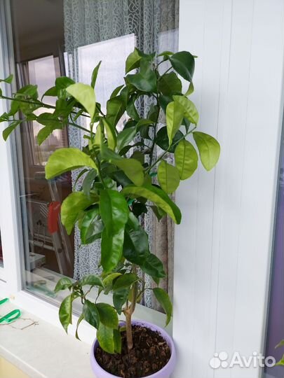 Мандарин не привитый