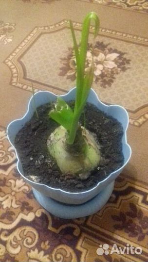 Индийский лук