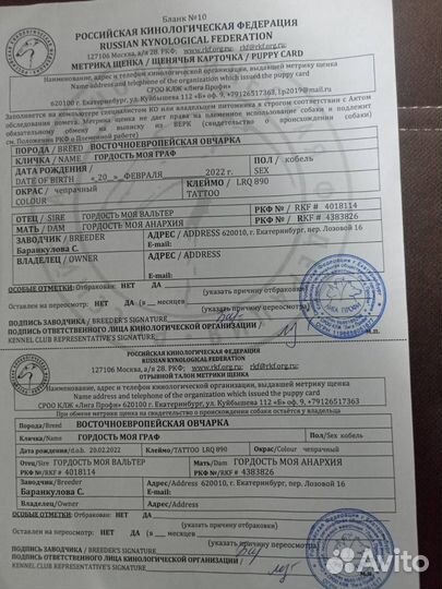 Восточноевропейская овчарка вязка