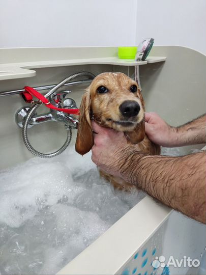 Груминг салон 