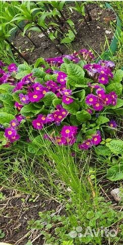 Примула розовая