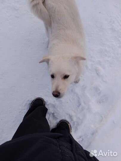 Бездомыш замерзает