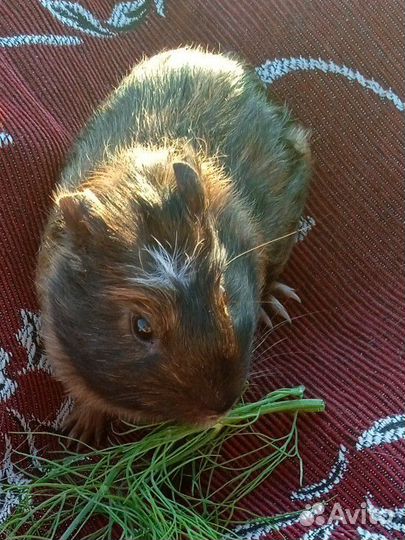 Морская свинка